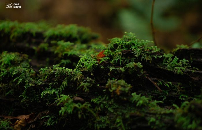 11Trekking Langbiang Đà Lạt