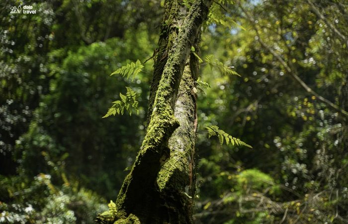 11Trekking thác 7 tầng Đà Lạt